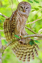 Barred owl (Strix varia) stretching wings,  Corkscrew Swamp Audubon Sanctuary, Florida, USA, March.