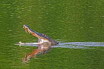 American alligator (Alligator mississippiensis) swimming with mouth open to thermoregulate, Myakka River State Park, Florida, USA, March.