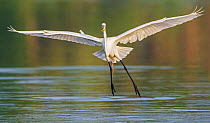 Great egret (Ardea alba) taking off with frog prey in mouth, Myakka River State Park, Florida, USA, March