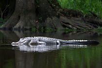 American alligator (Alligator mississippiensis) at surface, Hillsborough River, Florida, USA. April.