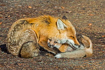 Red fox (Vulpes vulpes) mother with pups, Shoshone National Forest, Wyoming, USA. May.