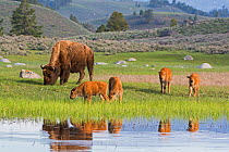 American buffalo (Bison bison) with group of calves, Yellowstone National Park, Wyoming, USA. May.