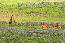 Elk (Cervus elaphus canadensis) cow with group of young fawns. Yellowstone National Park, Wyoming, USA.