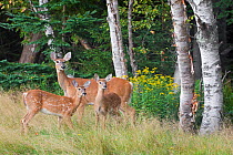 White-tailed deer (Odocoileus virginianus) mother with fawn. Acadia National Park, Maine, USA, September.