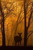 Chital deer (Axis axis) silhouetted in forest at sunrise, Ranthambhore, India