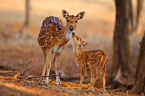 Chital deer (Axis axis) mother with young, Ranthambhore National Park, India.