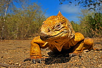 Galapagos land iguana (Conolophus subcristatus) in habitat Urbina Bay, Isabela Island, Galapagos