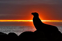 Galapagos sea lion (Zalophus wollebaeki) silhouetted at sunset, Galapagos.