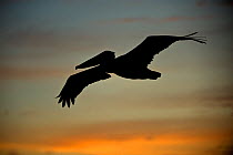 Galapagos brown pelican (Pelecanus occidentalis urinator) flying at sunset, Galapagos.