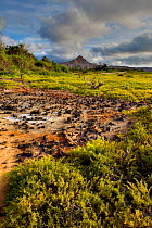 Volcanic landscape Cerro Dragon, Galapagos. September 2008.