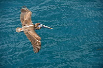 Galapagos brown pelican (Pelecanus occidentalis urinator) juvenile flying over sea, Galapagos.