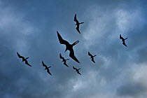 Magnificent frigate bird (Fregata magnificens) group flying against cloudy sky, Galapagos.