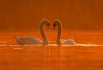 Mute Swan (Cygnus olor) courtship behaviour, Wales, UK, April.