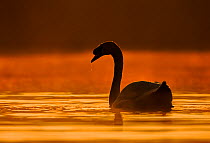 Mute swan (Cygnus olor) at sunrise, Wales, UK, April.