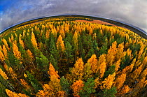 Fish eye aerial view of autumnal forest, Finland, September.