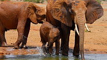 Family of African elephants (Loxodonta africana) bathing at a waterhole, Tsavo National Park, Kenya.