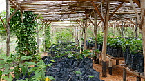 Panning shot of a a tree nursery at Mezimbite Sustainable Forest Camp, part of the Reseed Africa Program replanting trees in nearly a dozen sustainable forestry initiatives, Mozambique, 2014.
