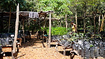 Women working in a tree nursery at Mezimbite Sustainable Forest Camp, part of the Reseed Africa Program replanting trees in nearly a dozen sustainable forestry initiatives, Mozambique, 2014.