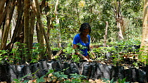 Woman working in a tree nursery at Mezimbite Sustainable Forest Camp, part of the Reseed Africa Program replanting trees in nearly a dozen sustainable forestry initiatives, Mozambique, 2014.