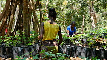 Women working in a tree nursery at Mezimbite Sustainable Forest Camp, part of the Reseed Africa Program replanting trees in nearly a dozen sustainable forestry initiatives, Mozambique, 2014.