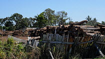 Stacks of various felled hardwoods in a timberyard, awaiting export to China, Mozambique, 2014.