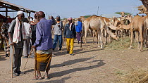 Domestic camels feeding in Hargeisa Livestock Market, with three men talking in the foreground, Somaliland, 2014.