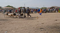 View of Hargeisa Livestock Market, with Domestic goats (Capra aegagrus hircus) for sale, Somaliland, 2014.