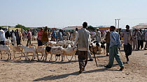 Domestic goats (Capra aegagrus hircus) for sale in Hargeisa Livestock Market, Somaliland, 2014.