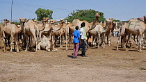 Domestic camels for sale in Hargeisa Livestock Market, with three boys walking in the foreground, Somaliland, 2014.