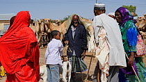 Group of people talking at Hargeisa Livestock Market, with domestic camels and goats, Somaliland, 2014.