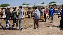 Domestic camels for sale in Hargeisa Livestock Market, with two men talking in the foreground, Somaliland, 2014.