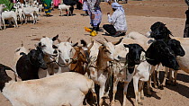 Domestic goats (Capra aegagrus hircus) for sale in Hargeisa Livestock Market, Somaliland, 2014.