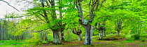 Beech tree (Fagus sylvatica), Gorbeia Natural Park, Alava, Basque Country, Spain, May 2015.