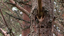 Crested tit (Lophophanes cristatus) entering its nest hole in a Scots pine tree (Betula pendula), before leaving again with a fecal sac, Cairngorms National Park, Scotland, UK, May.