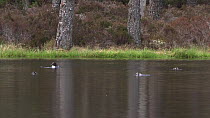 An adult female Goldeneye (Bucephala clangula) and her ducklings at a small lochan, Cairngorms National Park, Scotland, UK, May 214