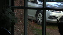 Pine marten (Martes martes) underneath a car, seen through a window, Ardnamurchan Peninsula, Lochaber, Scotland, UK, June.