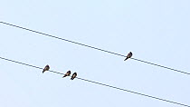 Barn swallows (Hirundo rustica) perched on a telegraph wire before taking off, Cairngorms National Park, Scotland, UK, September.