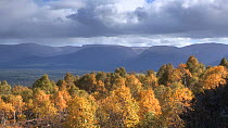 Silver birch trees (Betula pendula) swaying in the breeze, with mountains in the background, Craigellachie National Nature Reserve, Cairngorms National Park, Scotland, UK, October 2014.