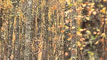 Pull focus shot of Silver birch trees (Betula pendula) in autumn, Cairngorms National Park, Scotland, UK, October.