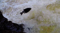 Atlantic salmon (Salmo salar) leaping up a small waterfall in order to reach breeding grounds further upstream, Cairngorms National Park, Scotland, UK, October.