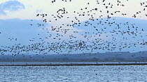 Pink-footed geese (Anser brachyrhynchus) taking off from their roosting site, Montrose, Angus, Scotland, UK, November.