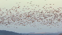 Large flock of Pink-footed geese (Anser brachyrhynchus) taking off from their roosting site, Montrose, Angus, Scotland, UK, November.