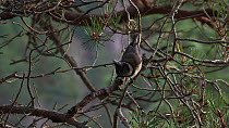 Crested tit (Lophophanes cristatus) in the branches of a Scots pine (Pinus sylvestris), Cairngorms National Park, Scotland, UK, November.