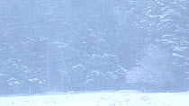 Heavy snow in front of pine trees at Strathdearn, Cairngorms National Park, Scotland, UK, December.