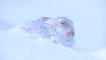 Mountain hare (Lepus timidus) in a freshly dug snow hole, Cairngorms National Park, Scotland, UK, December.