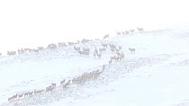 A large herd of Red deer (Cervus elaphus) on a hillside in the snow, Cairngorms National Park, Scotland, UK, January.