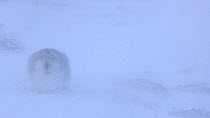 Mountain hare (Lepus timidus) sheltering in blizzard conditions, Cairngorms National Park, Scotland, UK, January.