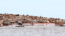 Grey seals (Halochoerus grypus) hauled out along the banks of the Ythan Estuary, agiatated, Aberdeenshire, Scotland, UK, February.