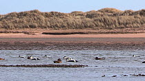 Raft of Common eiders (Somateria mollissima), with males displaying, Ythan Estuary, Aberdeenshire, Scotland, UK, February.