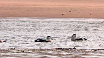 Male Common eiders (Somateria mollissima) displaying to each other, competing over a female, Ythan Estuary, Aberdeenshire, Scotland, UK, February.